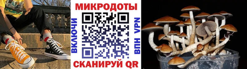 Псилоцибиновые грибы Psilocybine cubensis  Любим 